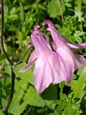 photo of Columbine