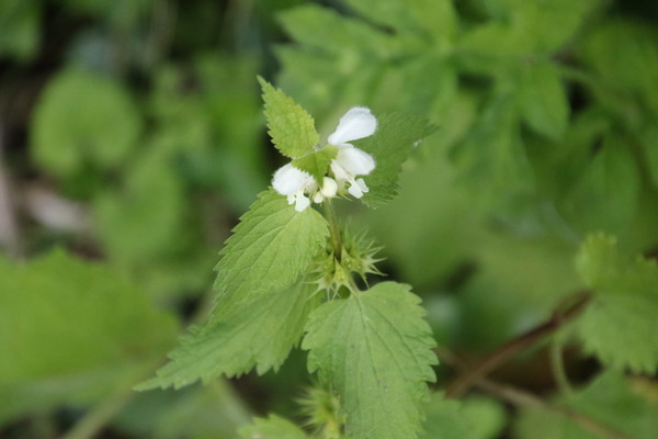 photo of White Dead Nettle