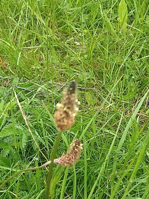 photo of Ribwort Plantain