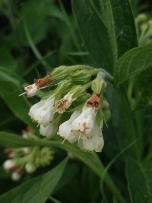 photo of White Comfrey