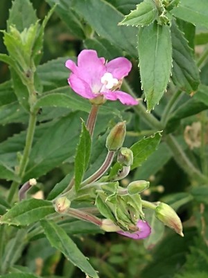 photo of Great Willowherb