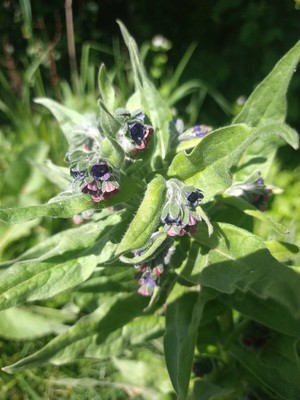 photo of Hound's Tongue
