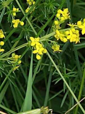 photo of Lady's Bedstraw