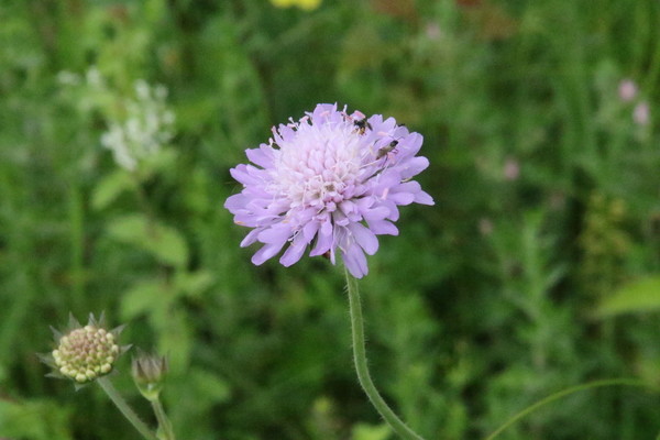 photo of Field Scabious