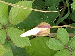 photo of Hedge Bindweed