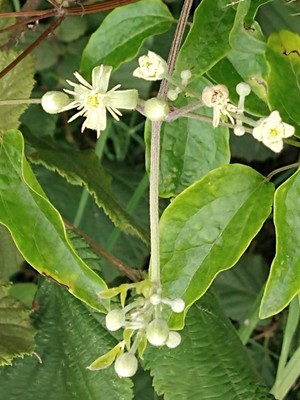 photo of Traveller's Joy