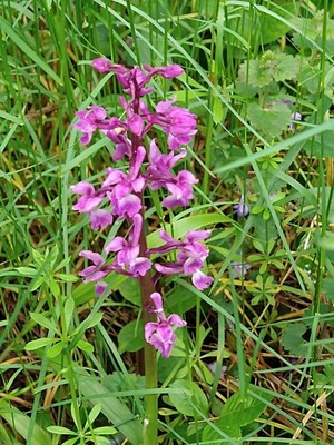 photo of Early Purple Orchid