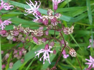 photo of Ragged Robin