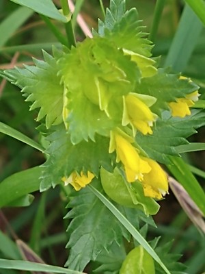 photo of Yellow Rattle