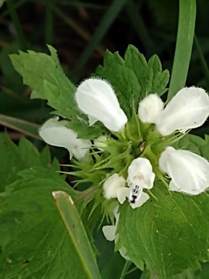 photo of White Dead Nettle