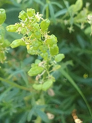 photo of Wild Mignonette