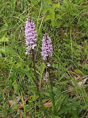 photo of Common Spotted Orchid