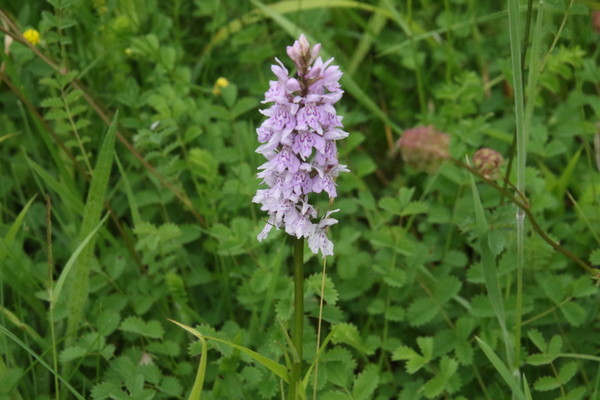 photo of Common Spotted Orchid