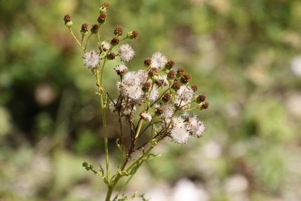 photo of Hoary Ragwort