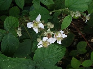 photo of Elm Leaved Bramble