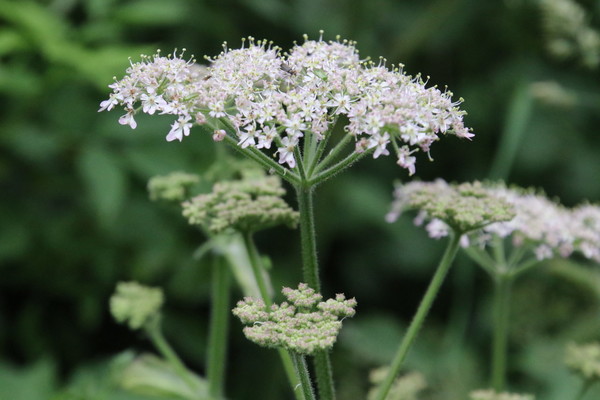 photo of Hogweed