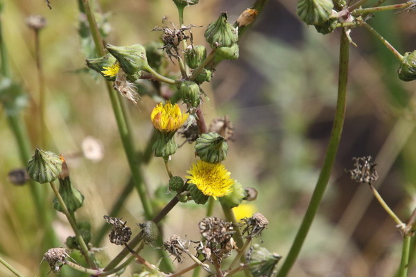 photo of Prickly Sow Thistle