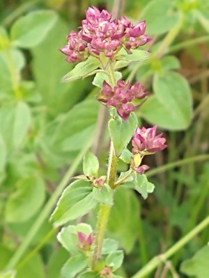 photo of Wild Marjoram