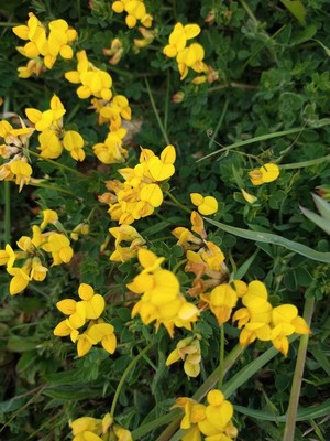 photo of Bird's Foot Trefoil
