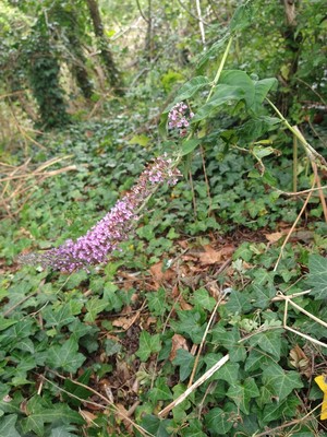 photo of Butterfly Bush