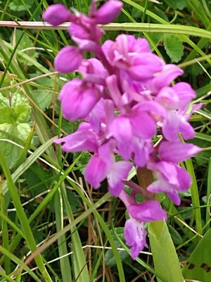 photo of Early Purple Orchid