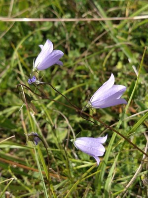 photo of Harebell