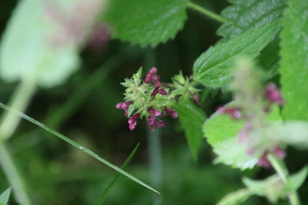 photo of Hedge Woundwort