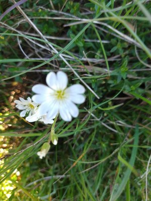 photo of Field Mouse Ear