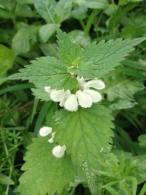 photo of White Dead Nettle