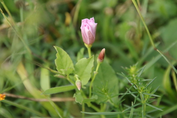 photo of Field Bindweed