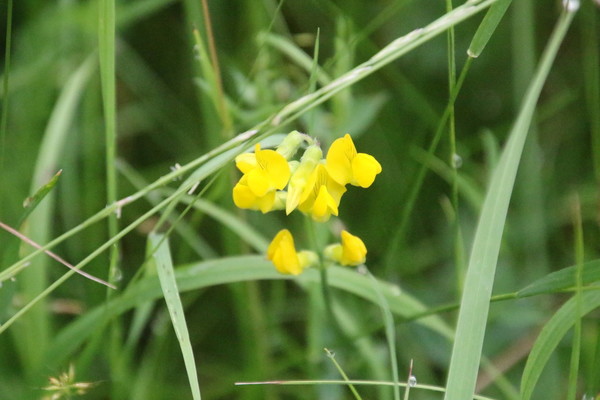 photo of Meadow Vetchling