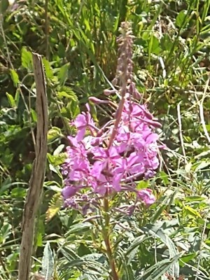 photo of Rosebay Willowherb