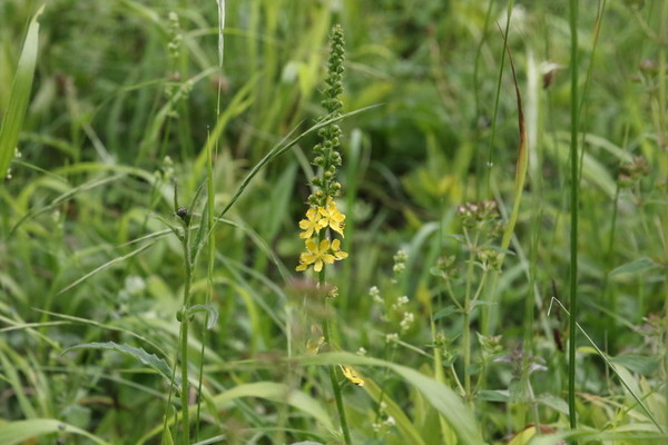 photo of Agrimony