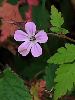 photo of Herb Robert