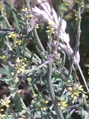 photo of Hedge Mustard