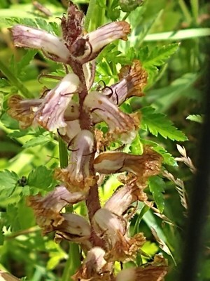 photo of Common Broomrape
