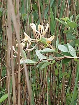 photo of Honeysuckle