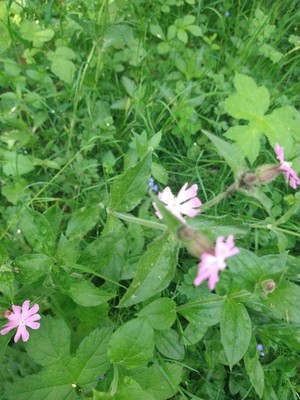 photo of Red Campion
