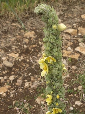 photo of Great Mullein