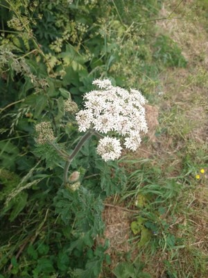 photo of Hogweed