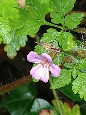 photo of Herb Robert