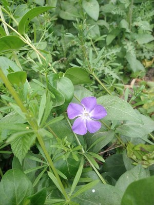 photo of Greater Periwinkle