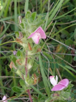 photo of Spiny Restharrow