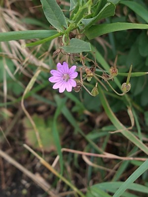 photo of Dove's Foot Crane's Bill