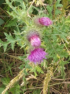 photo of Plumeless Thistle