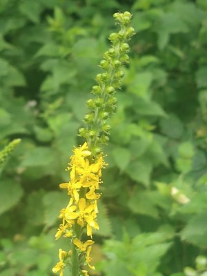 photo of Agrimony