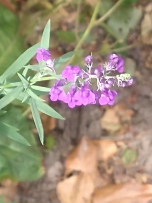 photo of Purple Toadflax