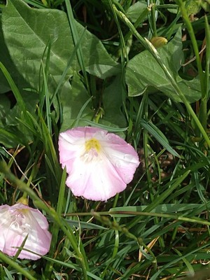 photo of Field Bindweed