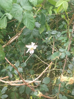 photo of Common Dog Rose