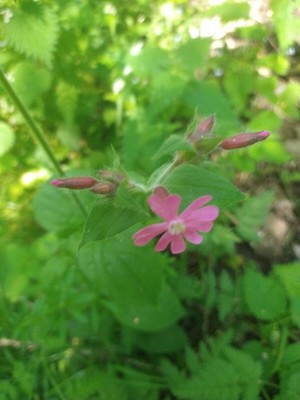 photo of Red Campion